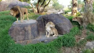 Roaring Lions