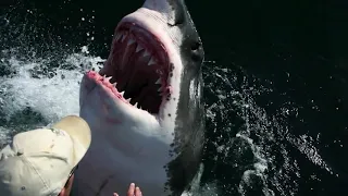 Рыбак спас белую акулу, он не мог и подумать, что она так отблагодарит его