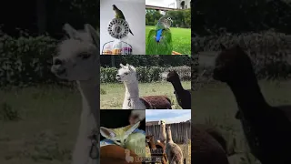 Exotic Animals Singing PHOENIX (Haikyuu) #Shorts
