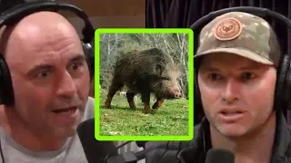 Adam Greentree Was Almost Killed by a Wild Hog! - Joe Rogan