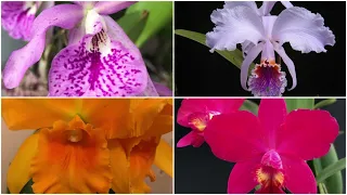 Орхидеи. Мои 4 новые каттлеи (Brassanthe Maikai, Cattleya mossiae, Cattleya Sheng Yi Cranberry).