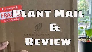 Plant Mail Haul Unboxing Review / Perrico Plant Co / Hoya ZZ Zenzi Pothos / Disount Code Houseplants