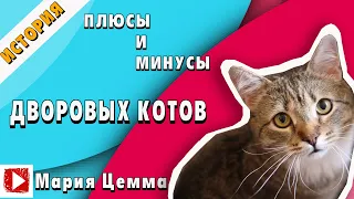 КАКОГО КОТА/КОШКУ ВЫБРАТЬ | плюсы и минусы дворового кота | ОТЛИЧИЯ ПОРОДИСТЫХ ОТ БЕСПОРОДНЫХ