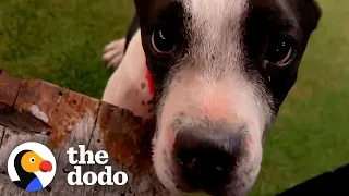 Pittie Found Eating Trash Gets A Special Dinner Date | The Dodo