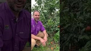 How to Prune a Citrus Tree