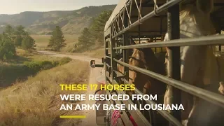 Fort Polk Horses arrive at Black Hills Wild Horse Sanctuary