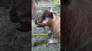 🐐 Sassy Goat Snack Time 🐐 #awwanimals #aww