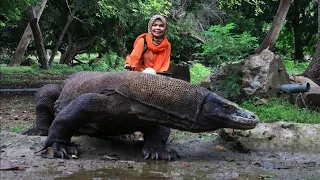 Jumpa 13 Komodo di Sarangnya! Ini Pesan Penjaga Komodo di Pulau Rinca