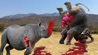 CRAZIEST Animal Fights Caught On Camera - Elephant vs Rhino Real Fight - Lion vs Elephant – Prin