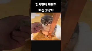 집사한테 단단히 삐진 고양이