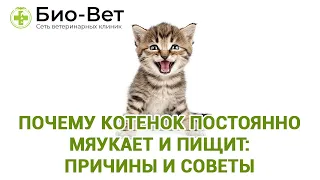 Почему Котенок Постоянно Мяукает и Пищит: Причины и Советы // Сеть Ветклиник Био-Вет