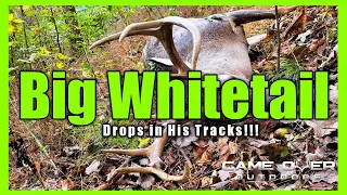 Big Whitetail Buck Drops in His Tracks!!! Bowhunting in the Rut in West Virginia!