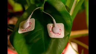 How to Make Your Plants Sing with MIDI Sprout