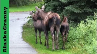 3 Moose - Mama and 2 Babies in My Yard Alaska