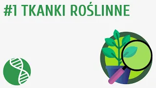 Tkanki roślinne #1 [ Tkanki ]