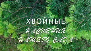 ХВОЙНЫЕ растения / ЛАНДШАФТ на 6 сотках