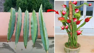 How to grow Purple dragon fruit from cuttings for beginners,neeraj