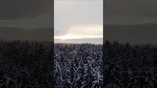 Look at this! Why you need a drone 🌲🦅