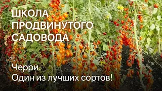 Один из лучших черри! Школа продвинутого садовода