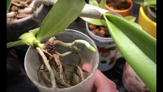 Grow Your Orchids In Water