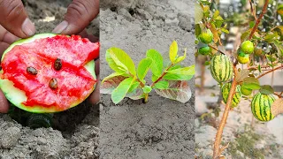 New method of planting guava in watermelon with aloe vera / how to graft guava and watermelon fruit