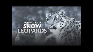 The Secret Lives of Snow Leopards - Big Cats Documentary | Cine Animals