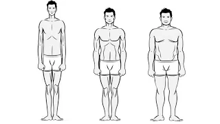 Типы телосложения: эктоморф, мезоморф, эндоморф. Генетика человека