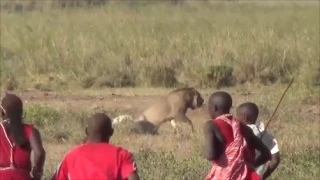 Lion vs Maasai, Amboseli National Park, Safari Kenya 2015