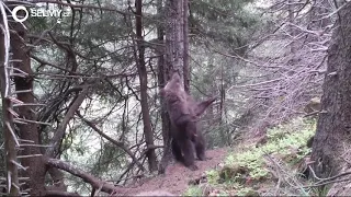 Príbeh medvedieho stromu