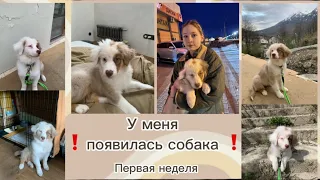 ‼️😭у меня появилась собака‼️ все нюансы воспитания, все проблемы и успехи, щенок аусси