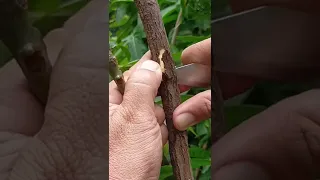 HOW TO GRAFT MANGO DOUBLE ROOTSTOCK SIDE GRAFTING