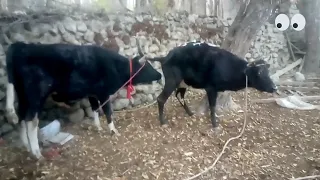 Bull and small cow first time | Village Animals|