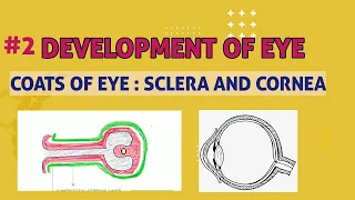 #2 DEVELOPMENT OF EYE || coats of eye||