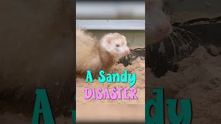 Slow Motion Sand Tunnel Collapses on Cute Ferret's Head, and she Keeps on Digging! #shorts