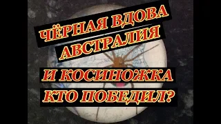 ГДЕ ЖИВУТ ЯДОВИТЫЕ ПАУКИ В АВСТРАЛИИ СИДНЕЕ КАК ВЫГЛЯДИТ ОПАСНЫЙ ПАУК