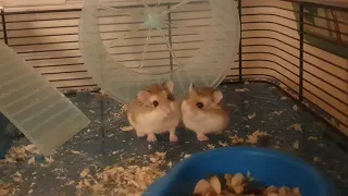 Cute Hamster Compilation 🐹❤️ (Videos from 2021)