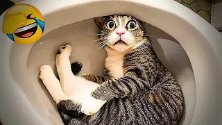 New Funny Animals 2023 😄 Funniest Cats and Dogs 😹🐶 Part 49