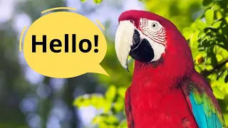 How Parrots Can Talk Like Humans: The Mind-Blowing Explanation