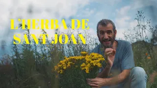 LES COSES QUE CREIXEN. Capítol 17. L'Herba de Sant Joan