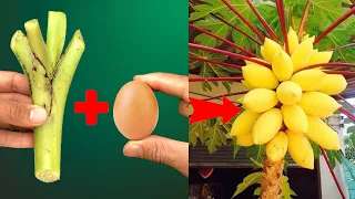 Summary of techniques for growing trees by branches for extremely fast fruit