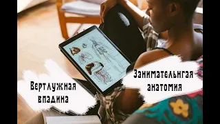 Занимательная анатомия. Вертлужная впадина.