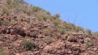 2013 Texas Aoudad