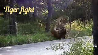 Powerful tiger fight