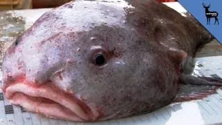 Blobfish - World's Ugliest Animal!