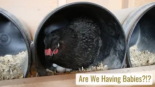 Are We Having Babies?!? What is this Icelandic Hen Doing? Days 1-2
