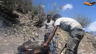 Indigenous Way of Processing Goat  || Village Feast  -Tailor