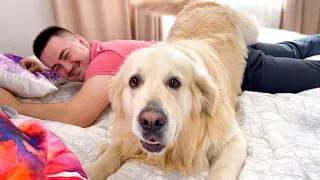 Funny Golden Retriever Attacks His Human Dad [TRY NOT TO LAUGH]