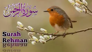 Surah Ar ,Rehman | Heart Touching Recitations 💞 | Quran is Blessing