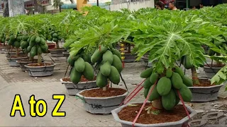 छत पर पड़े गमलो में लगाया मालामाल पपीता - how to grow papaya in Pot on Terrace