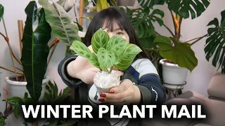 ❄ WINTER PLANT MAIL UNBOXING ❄│MARANTA PLANT MAIL 🌿